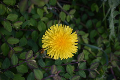 Close-up of yellow flowering plant