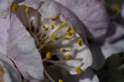 Close-up of white rose flower