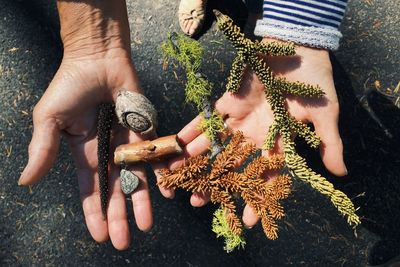 Cropped hands of woman holding twigs