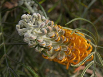 Close-up of flowering plant on field