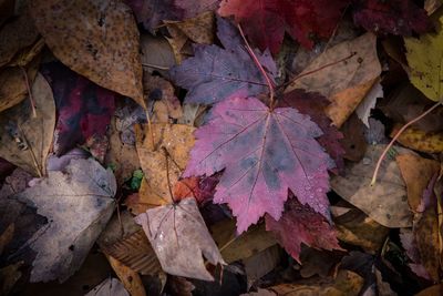 High angle view of fallen maple leaves