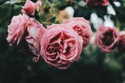 Close-up of pink roses