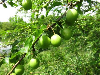 Low angle view of apples on tree