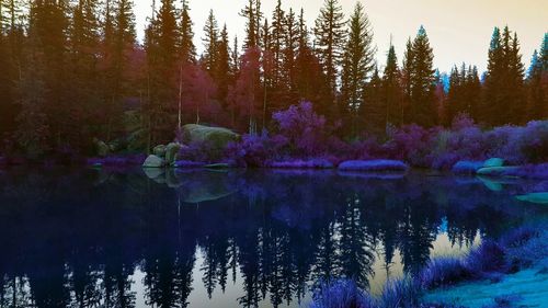 Reflection of trees in calm lake