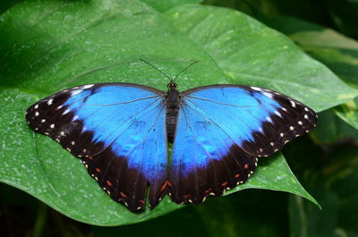 Close-up of butterfly on leaf
