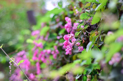 Close-up of pink flowering plant