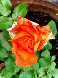 Close-up of orange flower blooming outdoors