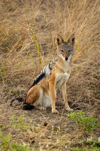 Black-backed jackal sits in grass watching camera