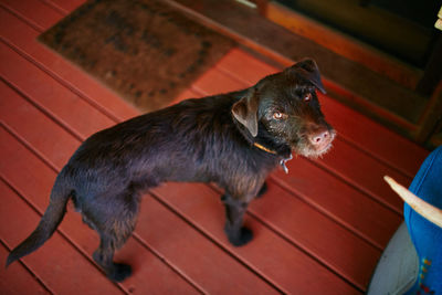 High angle view of a dog