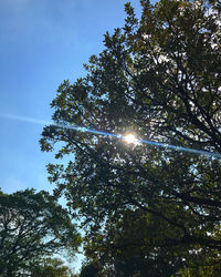 Low angle view of sunlight streaming through tree