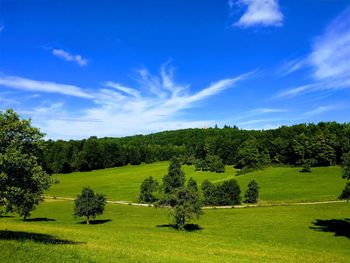 Trees on field against sky