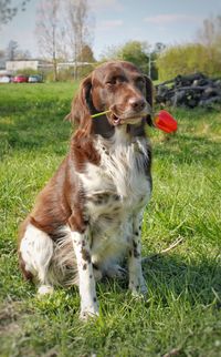 Dog in a field