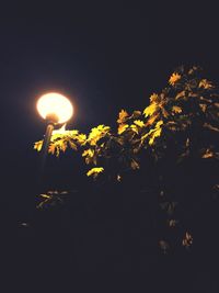 Low angle view of illuminated tree against sky at night