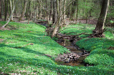 Scenic view of forest