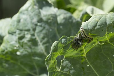 Close-up of insect on leaf