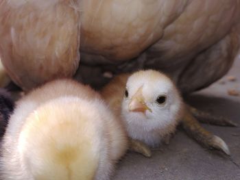 Close-up of a bird