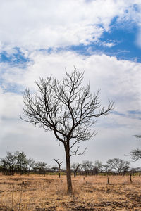 Bare tree on field against sky