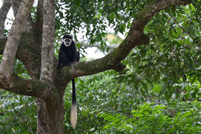 Eastern black-and-white colobus, colobus guereza, national parks of uganda