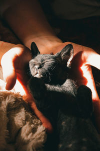 Close-up of hand holding cat