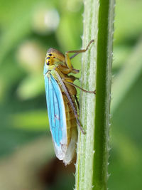 Close-up of insect on plant