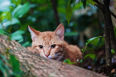 Portrait of kitten on tree
