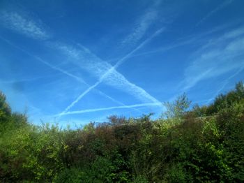 Low angle view of trees against clear blue sky