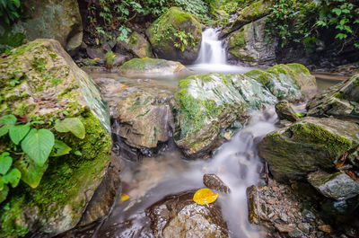 Scenic view of waterfall in forest