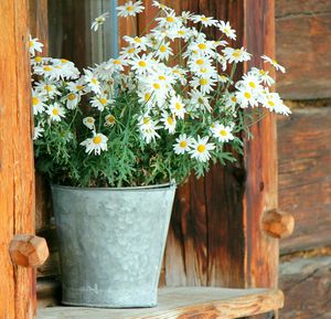 White daisies in bucket