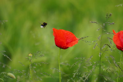 Honey bee at poppy flower