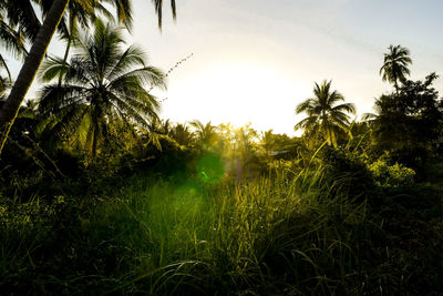 Palm trees against sky