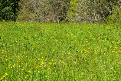 Scenic view of grassy field