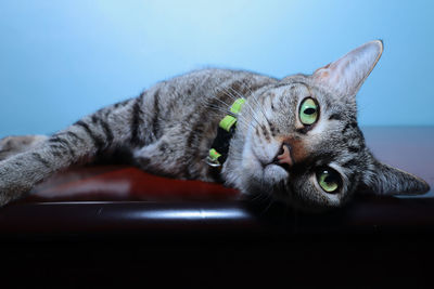 Close-up portrait of a cat