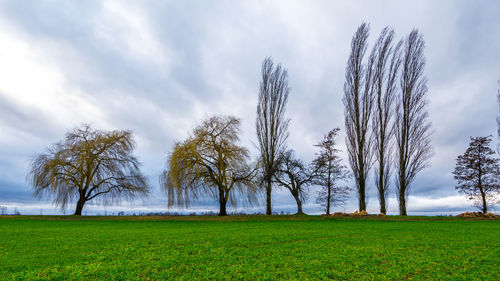 Trees on grassy field against sky