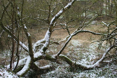 Bare trees in forest during winter