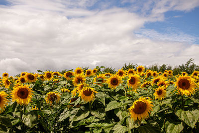 Close-up of sunflowers on field against cloudy sky