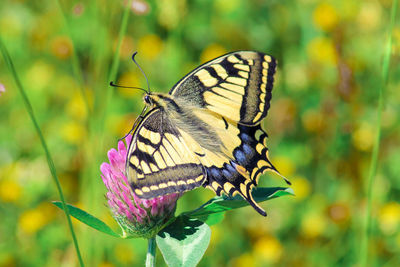 Close-up of butterfly pollinating on purple flower