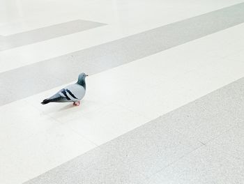 High angle view of bird on street