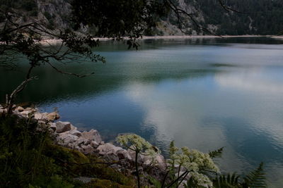 Scenic view of lake in forest