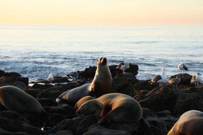 Horses on beach against sky during sunset