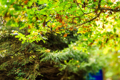 Close-up of tree branches