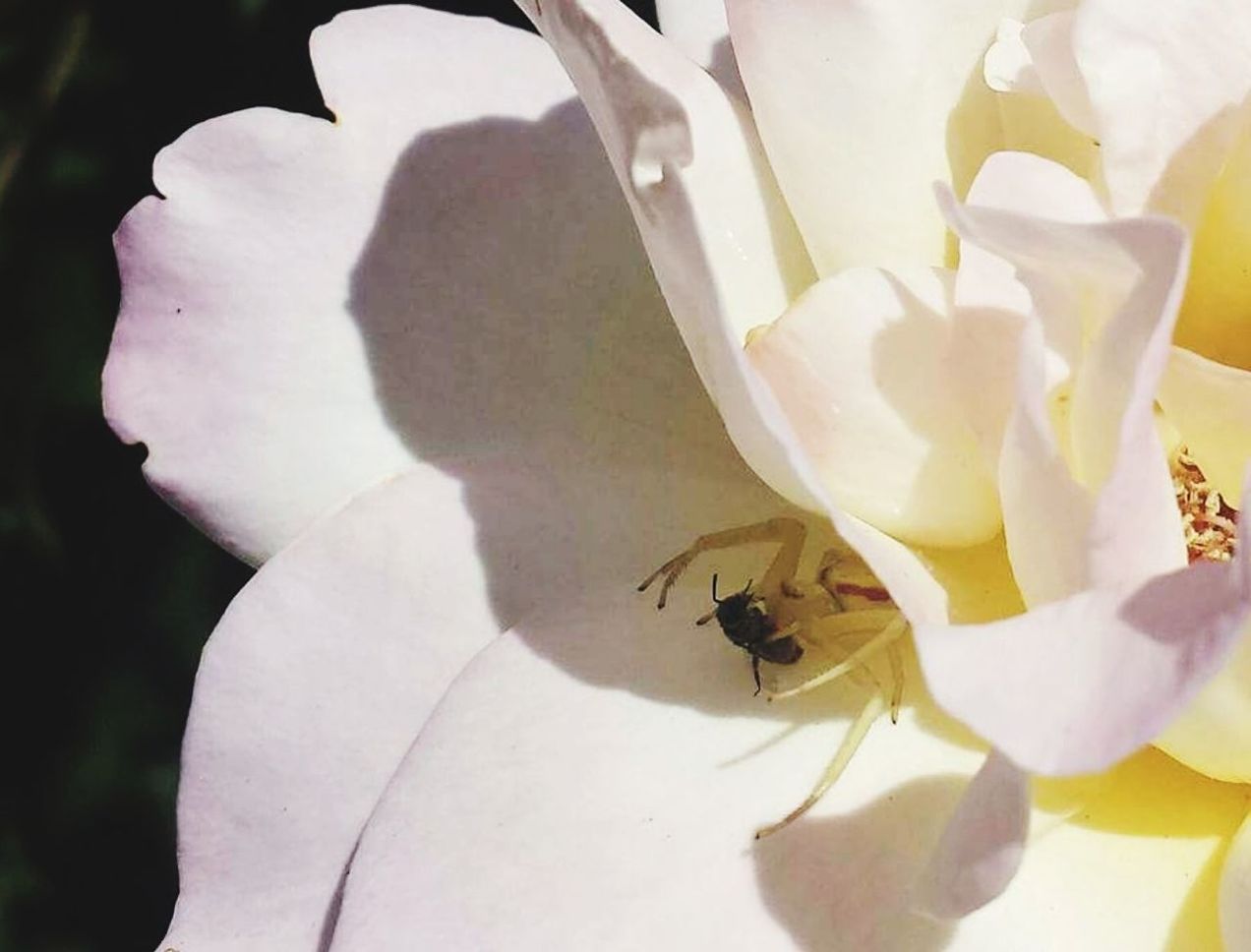 insect, animal themes, animals in the wild, one animal, petal, day, nature, no people, animal wildlife, outdoors, bee, close-up, flower, growth, fragility, beauty in nature, flower head, freshness