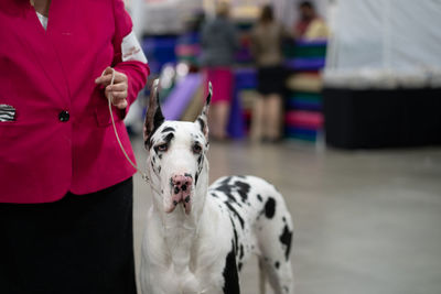 Close up of a great dane on a leash that is looking at you