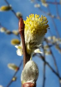 Close-up of flowers against blurred background