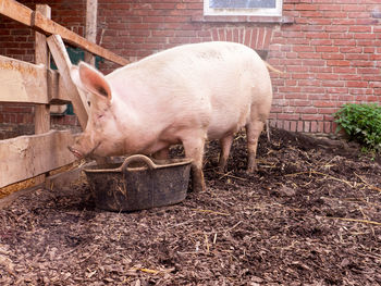 Pig in pigpen, pigsty. the pig has a run-out with a muddy pool and can be outside of his stable at