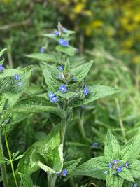 Close-up of purple flowers blooming outdoors