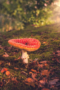 Close-up of fly agaric mushroom in forest