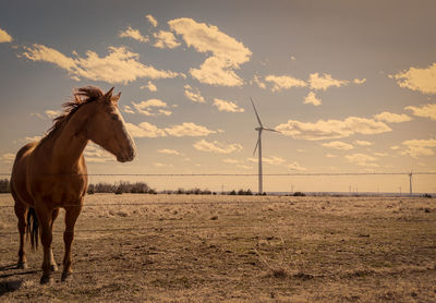 Horse standing on sea shore against sky