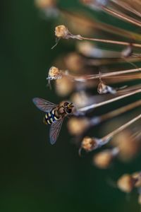 Close-up of insect on plant