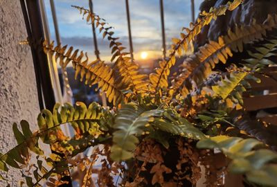 Close-up of flowering plants during sunset