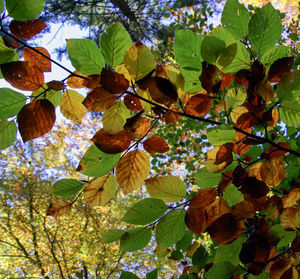 Low angle view of fruits hanging on tree